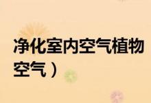凈化室內(nèi)空氣植物（有什么植物可以凈化室內(nèi)空氣）