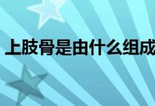 上肢骨是由什么組成（上肢骨是由什么組成）