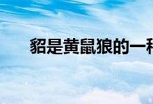貂是黃鼠狼的一種么（貂是黃鼠狼嗎）