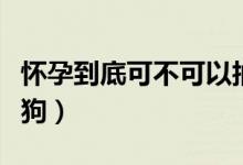 懷孕到底可不可以抽煙（懷孕到底可不可以養(yǎng)狗）