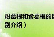粉葛根和紫葛根的區(qū)別（粉葛根和紫葛根的區(qū)別介紹）