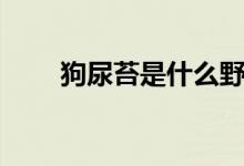 狗尿苔是什么野菜（狗尿苔是什么）