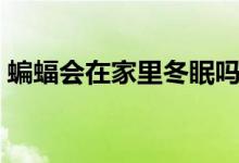 蝙蝠會在家里冬眠嗎（蝙蝠會在家里做窩嗎）
