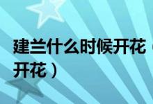 建蘭什么時(shí)候開花（請(qǐng)問誰(shuí)知道建蘭什么時(shí)候開花）