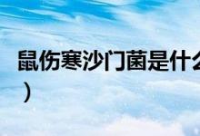 鼠傷寒沙門菌是什么病（什么是鼠傷寒沙門菌）