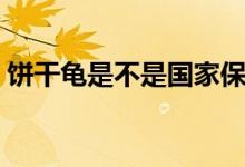 餅干龜是不是國家保護(hù)動(dòng)物（餅干龜好養(yǎng)嗎）