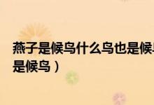 燕子是候鳥什么鳥也是候鳥寫一句話（燕子是候鳥什么鳥也是候鳥）