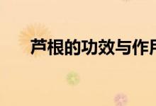 蘆根的功效與作用（這里有詳細(xì)介紹）
