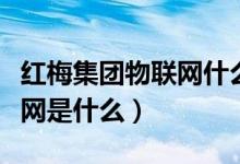 紅梅集團物聯(lián)網(wǎng)什么時候掛牌（紅梅集團物聯(lián)網(wǎng)是什么）