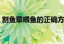 割魚草喂魚的正確方法（用魚草喂魚的方式）