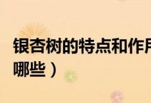 銀杏樹(shù)的特點(diǎn)和作用是什么（銀杏樹(shù)的特點(diǎn)有哪些）
