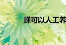 蟬可以人工養(yǎng)嗎（蟬可以吃嗎）