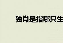 獨(dú)肖是指哪只生肖（獨(dú)肖是哪六肖）