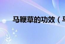 馬鞭草的功效（馬鞭草對人體的好處）