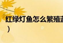 紅綠燈魚怎么繁殖藍曼龍（紅綠燈魚怎么繁殖）