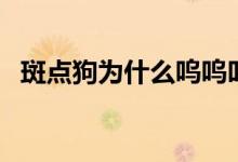 斑點狗為什么嗚嗚叫（斑點狗為什么禁養(yǎng)）