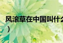 風(fēng)滾草在中國叫什么菜(風(fēng)滾草在中國叫什么)