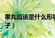 睪丸應(yīng)該是什么形狀的（睪丸的形狀是什么樣子）