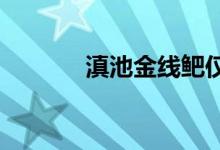 滇池金線鲃僅分布在云南哪里