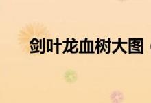 劍葉龍血樹大圖（劍葉龍血樹怎么養(yǎng)）