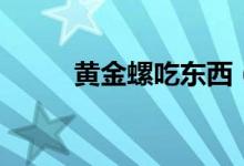 黃金螺吃東西（黃金螺吃小魚嗎）