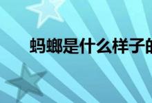 螞螂是什么樣子的（螞螂是什么動(dòng)物）