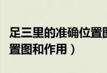 足三里的準(zhǔn)確位置圖片清晰（足三里的準(zhǔn)確位置圖和作用）