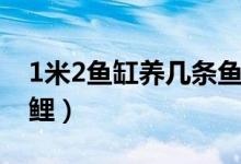 1米2魚缸養(yǎng)幾條魚最好（1米2魚缸養(yǎng)幾條錦鯉）