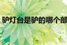 驢燈臺是驢的哪個部位（驢燈臺是哪個部位）