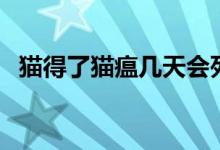 貓得了貓瘟幾天會(huì)死（貓得了貓瘟怎么辦）
