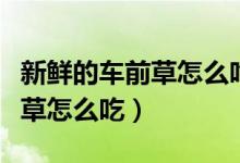 新鮮的車前草怎么吃能治什么?。ㄐ迈r的車前草怎么吃）