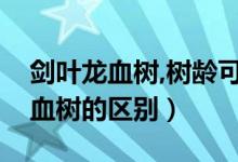 劍葉龍血樹,樹齡可達(dá)（狹葉龍血樹和劍葉龍血樹的區(qū)別）