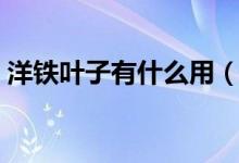 洋鐵葉子有什么用（楊鐵葉子是什么樣子的）