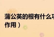 蒲公英的根有什么功效嗎（蒲公英的根有什么作用）