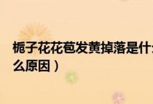 梔子花花苞發(fā)黃掉落是什么原因（梔子花花苞發(fā)黃掉落是什么原因）