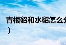 青根貂和水貂怎么分辨（青根貂和水貂的區(qū)別）