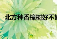 北方種香樟樹(shù)好不好（北方怎么種香樟樹(shù)）