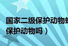 國家二級保護動物蛙類石蛙（虎皮石蛙是國家保護動物嗎）