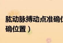 肱動(dòng)脈搏動(dòng)點(diǎn)準(zhǔn)確位置圖片（肱動(dòng)脈搏動(dòng)點(diǎn)準(zhǔn)確位置）