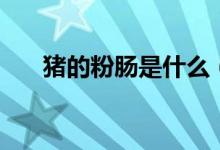 豬的粉腸是什么(豬的粉腸是什么腸)