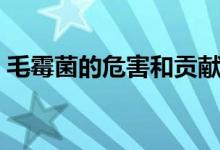毛霉菌的危害和貢獻(xiàn)（毛霉具有發(fā)達(dá)的什么）