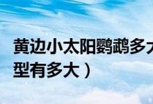 黃邊小太陽(yáng)鸚鵡多大成年（黃邊小太陽(yáng)鸚鵡體型有多大）