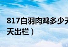 817白羽肉雞多少天出欄(肉雞817與aa多少天出欄)