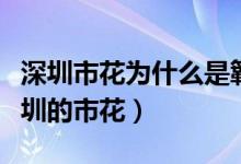 深圳市花為什么是簕杜鵑（為什么杜鵑花是深圳的市花）