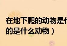 在地下爬的動物是什么生肖（十二生肖地下爬的是什么動物）