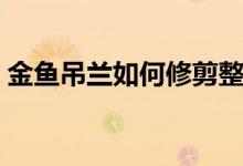 金魚吊蘭如何修剪整形（金魚吊蘭如何摘心）