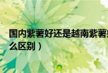 國內(nèi)紫薯好還是越南紫薯好吃(越南小紫薯和普通紫薯有什么區(qū)別)
