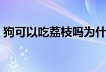 狗可以吃荔枝嗎為什么（狗可以吃荔枝肉嗎）