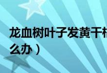 龍血樹葉子發(fā)黃干枯（龍血樹葉子發(fā)黃干枯怎么辦）