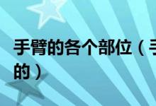 手臂的各個部位（手臂各部位是哪些結(jié)構(gòu)組成的）